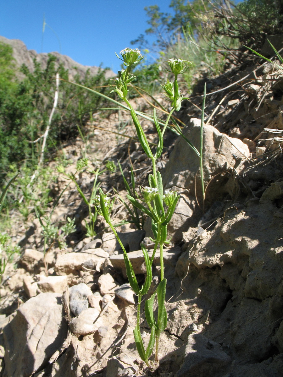 Изображение особи Valerianella turkestanica.