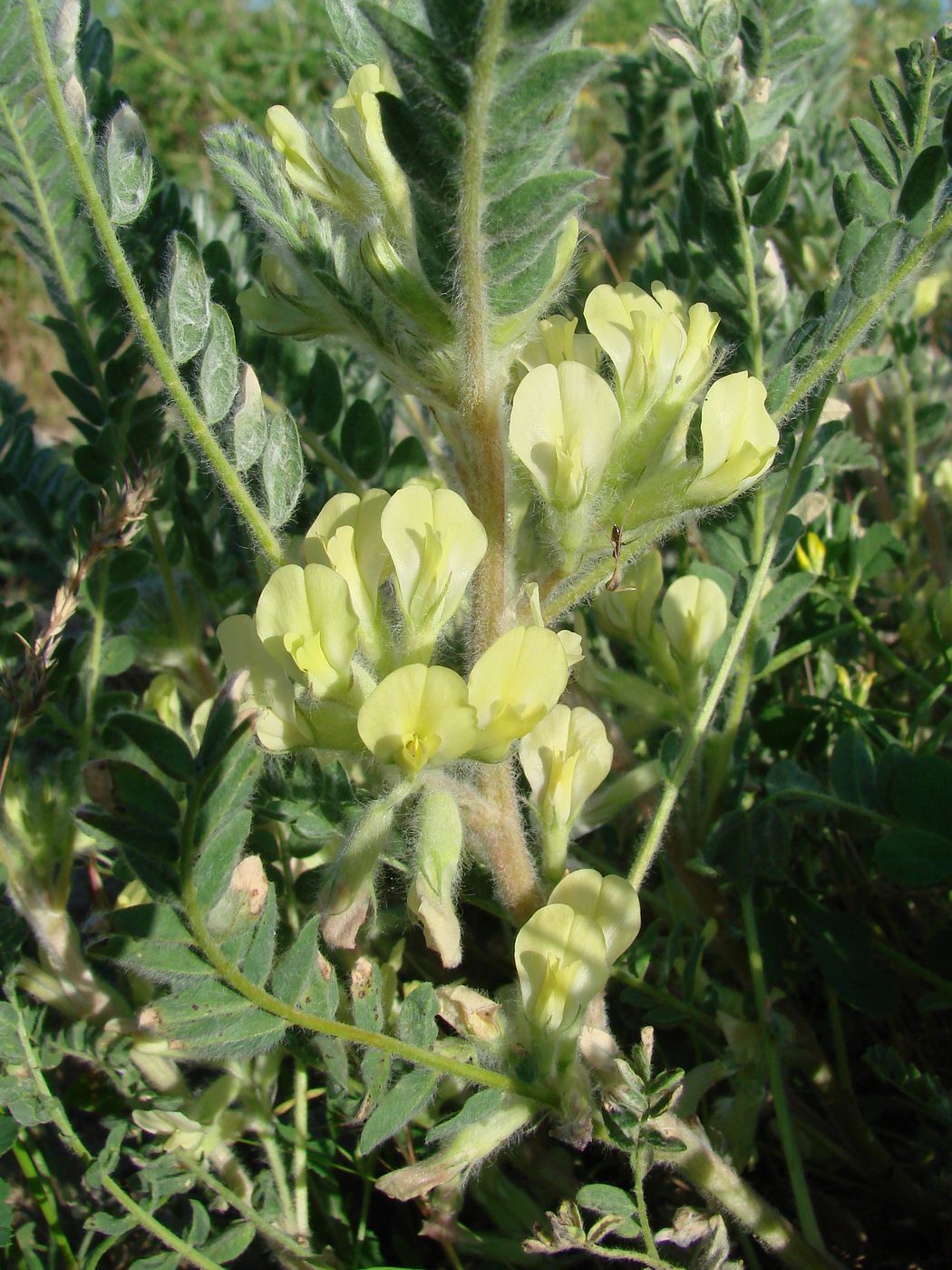 Image of Astragalus mucidus specimen.