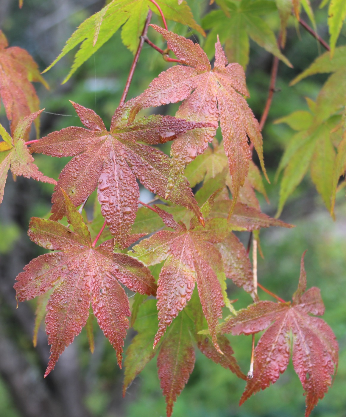 Image of Acer palmatum specimen.