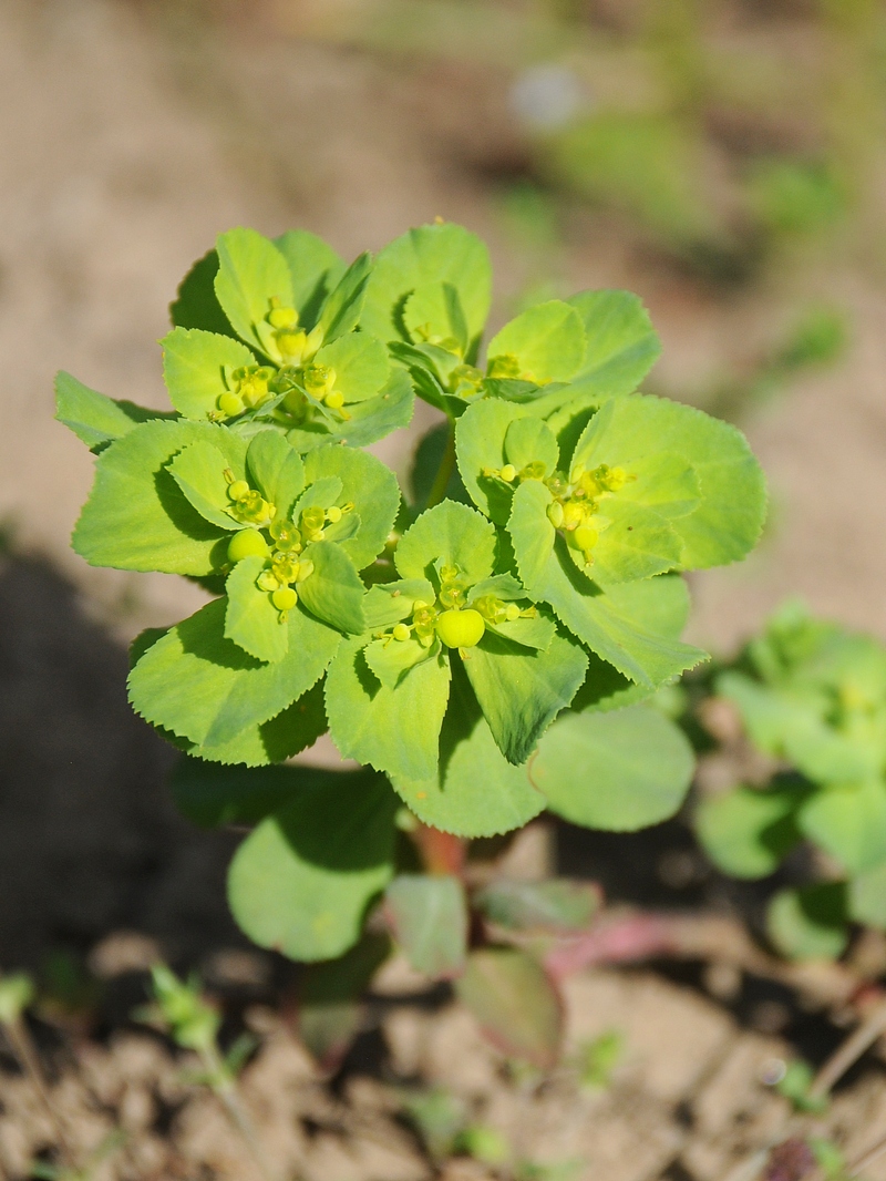 Изображение особи Euphorbia helioscopia.