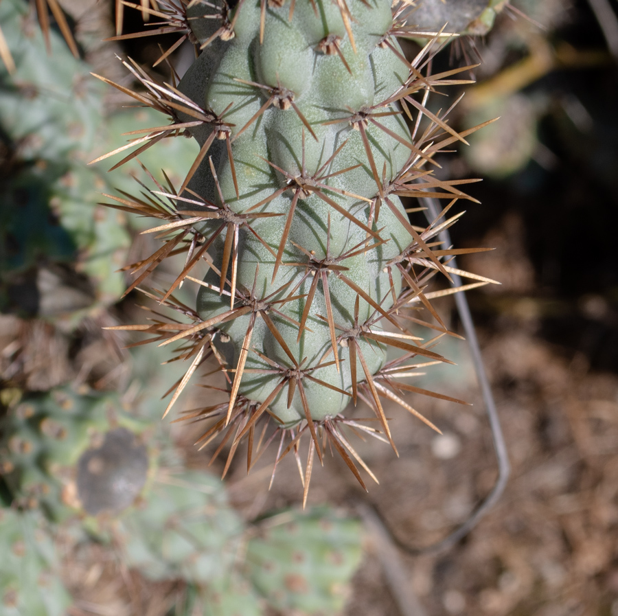 Image of Cylindropuntia cholla specimen.