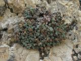 Saxifraga columnaris. Плодоносящее растение. Северная Осетия, Алагирский р-н, гора Дашсар, ок. 2600 м н.у.м., скала. 07.08.2021.