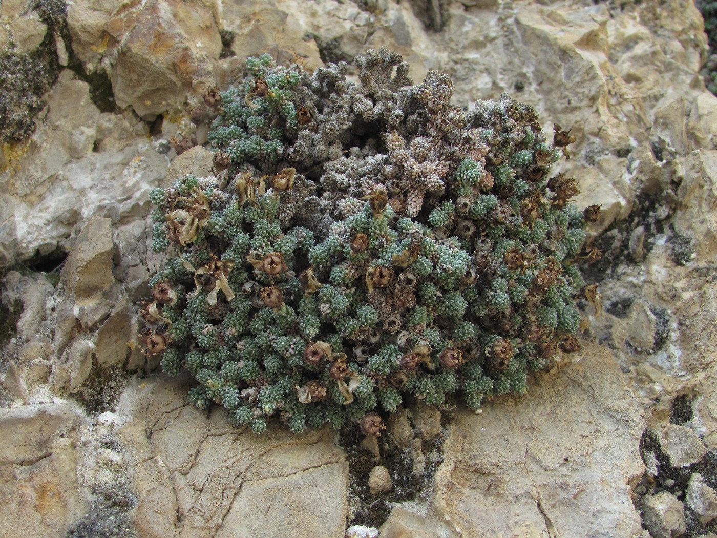 Image of Saxifraga columnaris specimen.