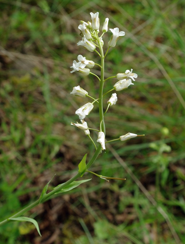 Image of genus Turritis specimen.