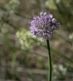 Allium strictum. Соцветие. Пермский край, Кунгурский р-н, окр. с. Филипповка, гора Ледяная, разнотравный луг на вершине. 20.06.2021.