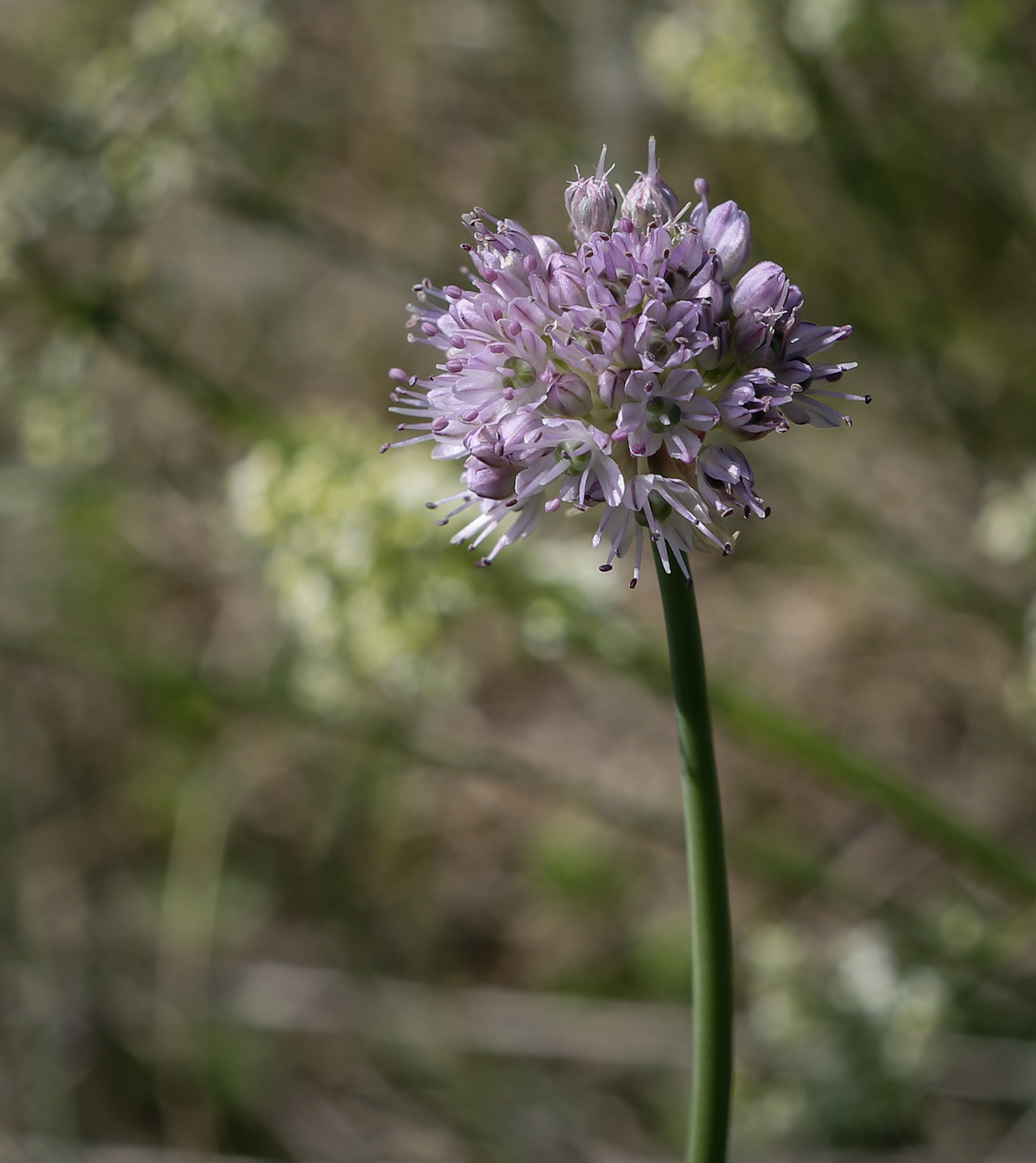 Image of Allium strictum specimen.