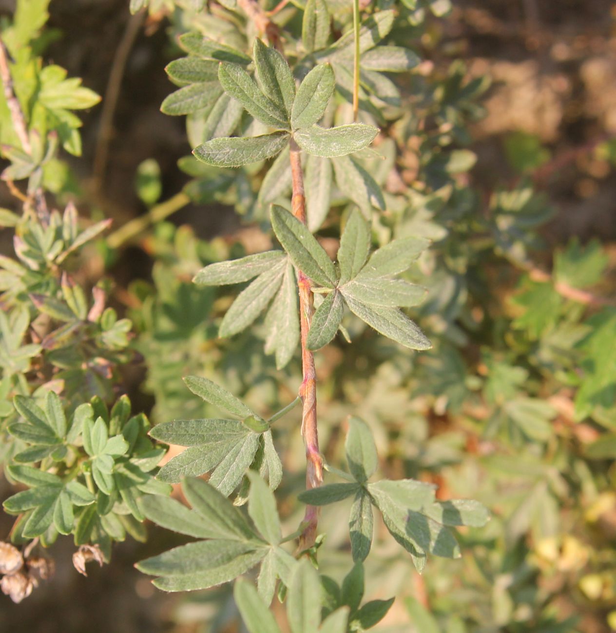 Image of Dasiphora parvifolia specimen.