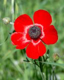 Ranunculus asiaticus