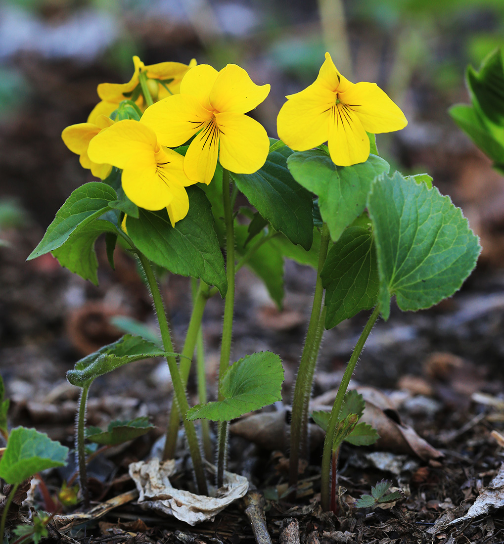 Image of Viola muehldorfii specimen.