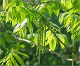 Juglans mandshurica