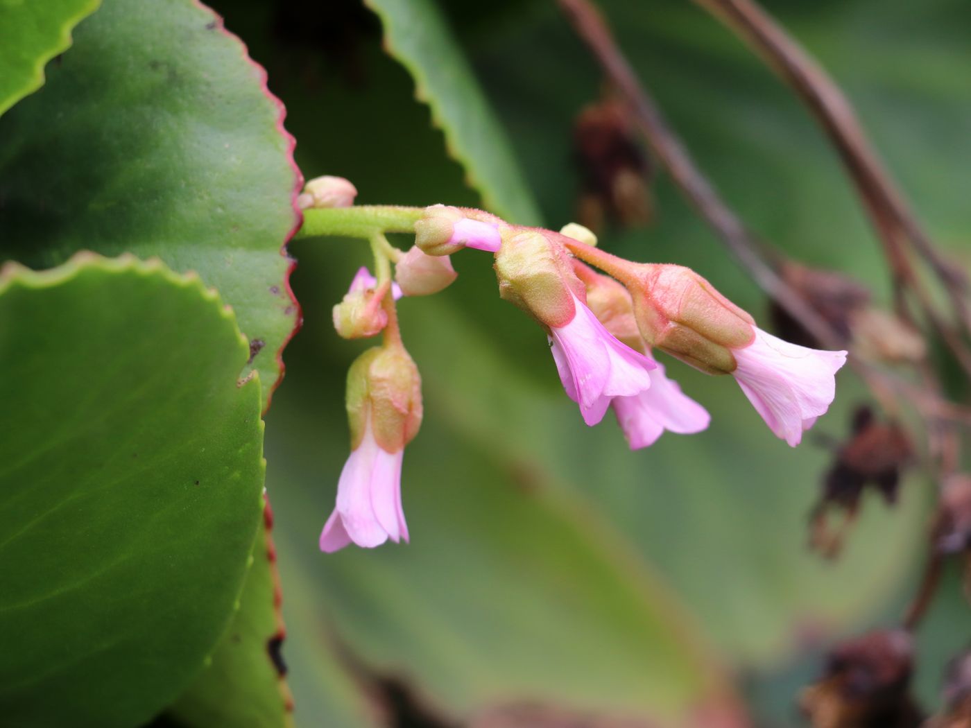 Изображение особи Bergenia ugamica.