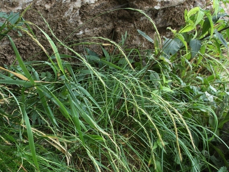 Изображение особи Elymus caninus.