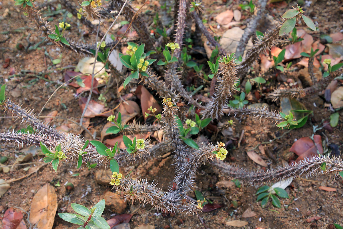 Изображение особи род Euphorbia.