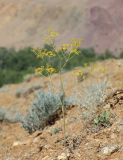 Ferula caspica. Цветущее растение. Алтай, Кош-Агачский р-н, 5 км ЮВ с. Чаган-Узун, долина р. Тыдтуярык, склон бедленда. 23 июня 2022 г.