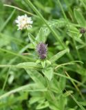 genus Trifolium. Верхушка цветущего растения. Республика Ингушетия, Джейрахский р-н, окр. ур. Кашети, высота ок. 1930 м н.у.м., луг на гребне отрога. 18 июня 2022 г.