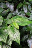 genus Peperomia
