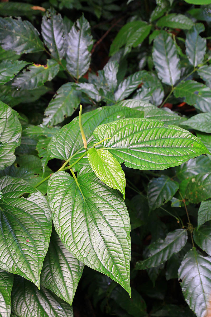 Image of genus Peperomia specimen.