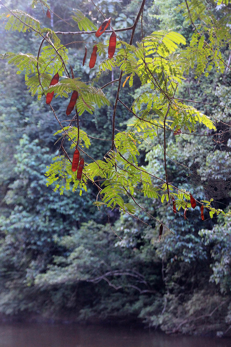 Image of familia Fabaceae specimen.