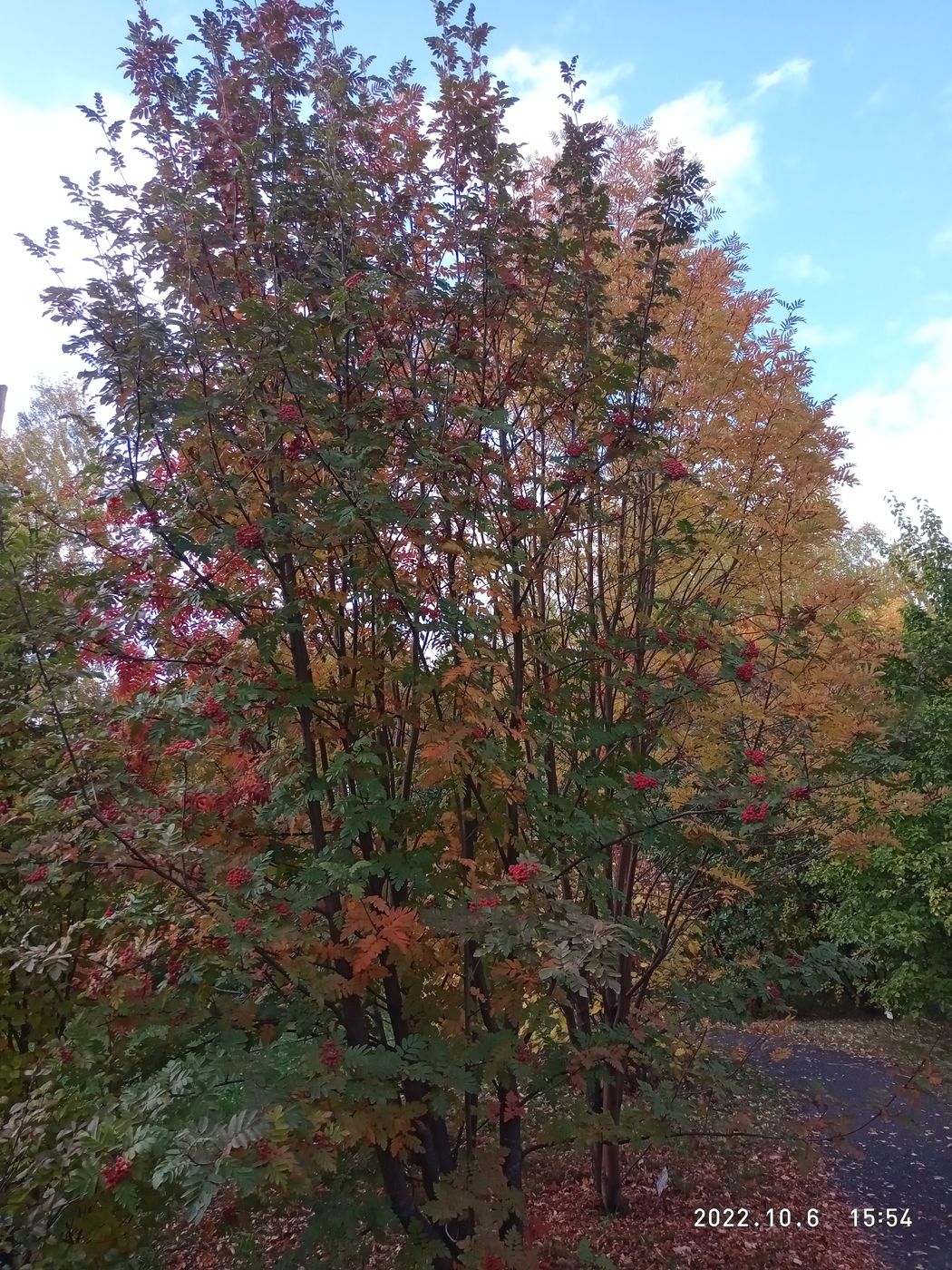 Image of Sorbus meinichii specimen.