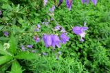 Campanula rapunculoides. Соцветие. Камчатский край, Елизовский р-н, СНТ \"Мечта\", садовый участок, в культуре. 17.08.2022.