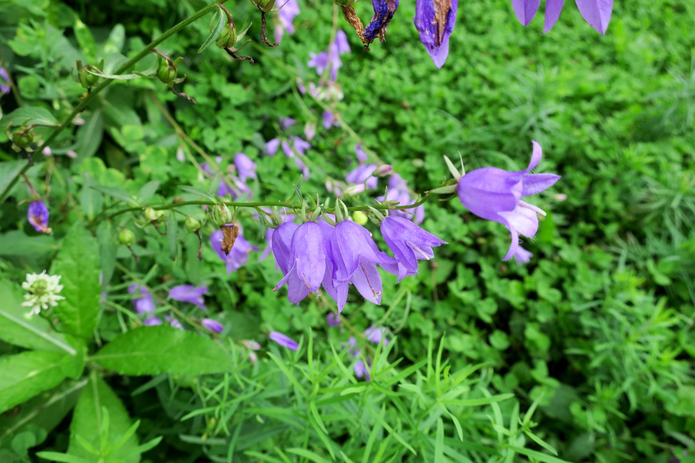 Image of Campanula rapunculoides specimen.
