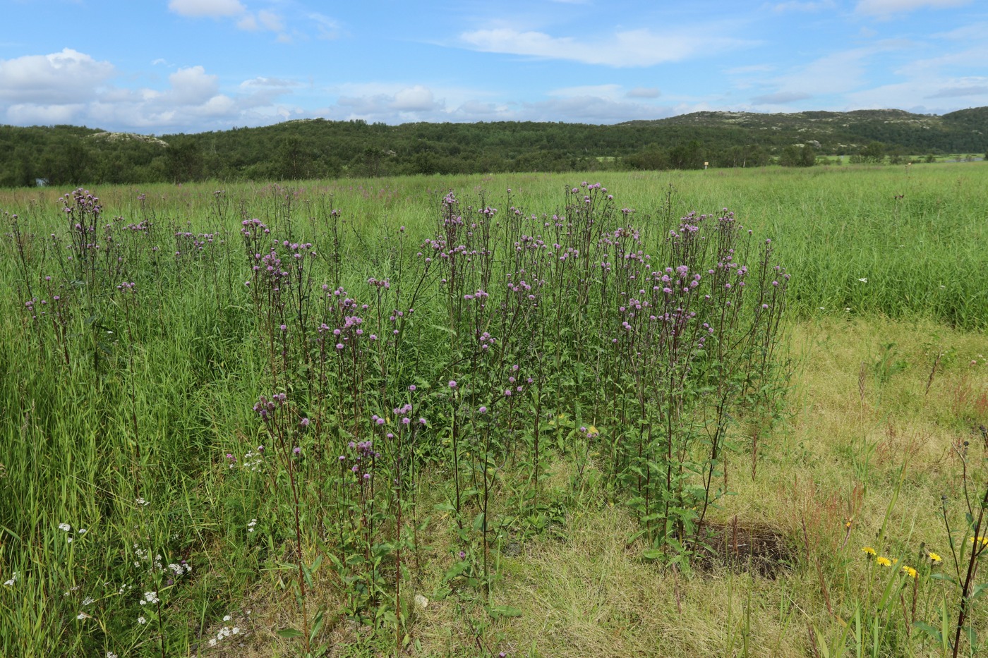 Изображение особи Cirsium arvense.