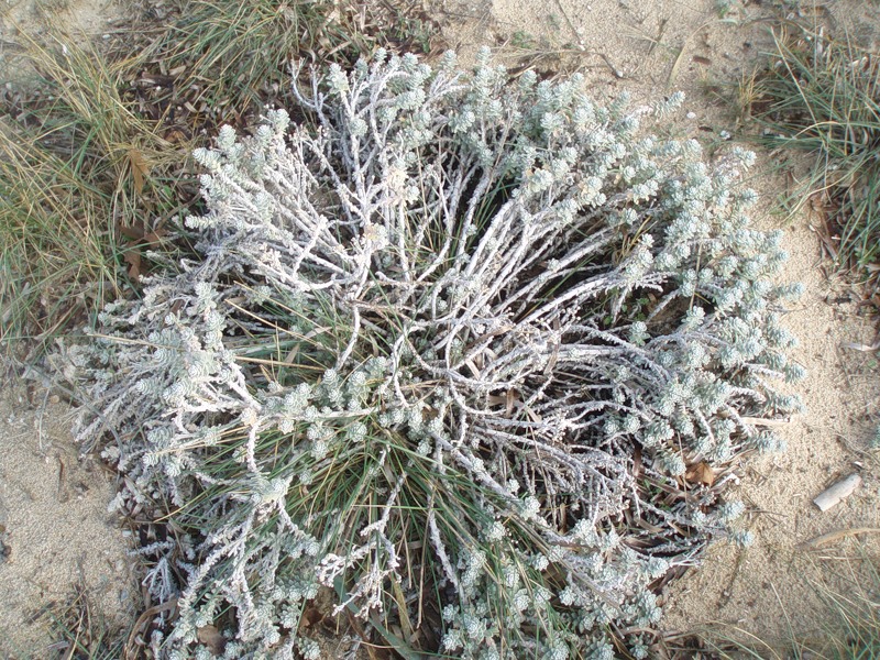 Image of Otanthus maritimus specimen.