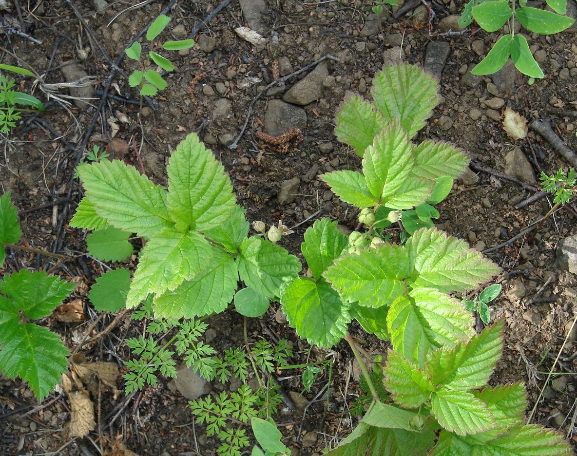 Изображение особи Rubus saxatilis.