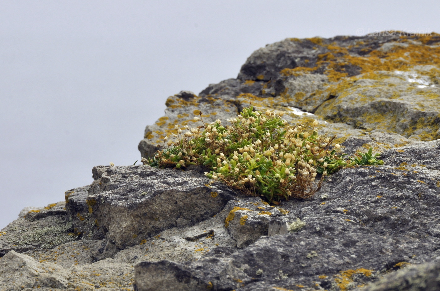 Image of Sagina maxima specimen.