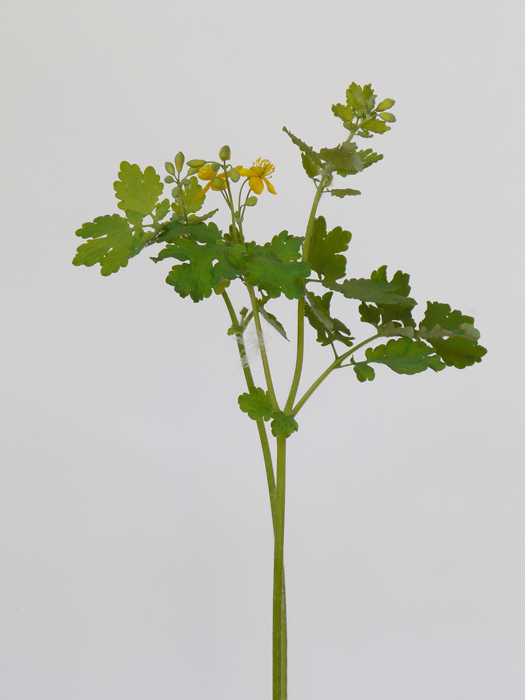Image of Chelidonium majus specimen.