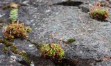 Saxifraga cespitosa