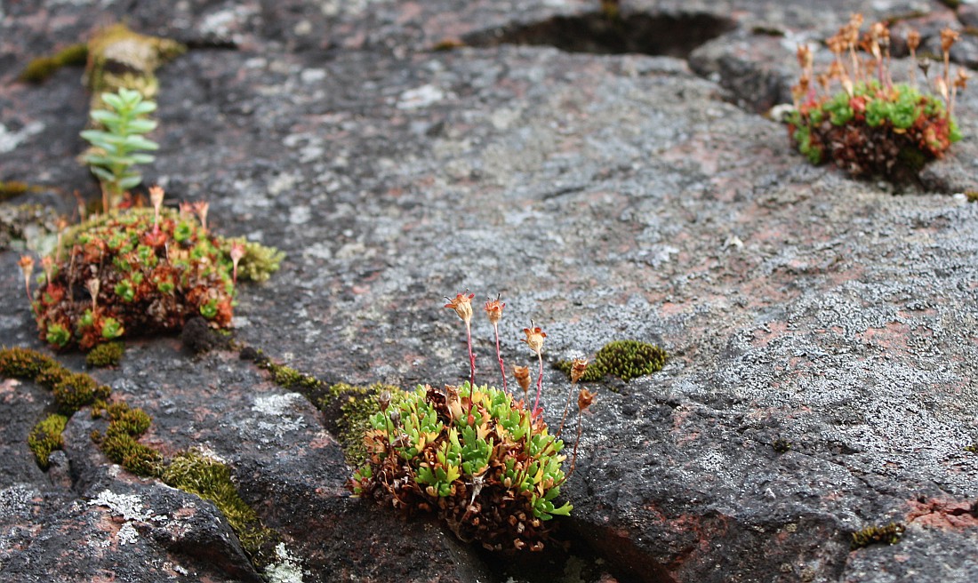 Image of Saxifraga cespitosa specimen.