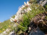 Trifolium polyphyllum. Цветущее растение. Адыгея, Кавказский биосферный заповедник, северо-восточный склон горы Оштен, альпийский луг, ≈ 2300 м н.у.м., в расщелине известняковой скалы. 18.07.2015.