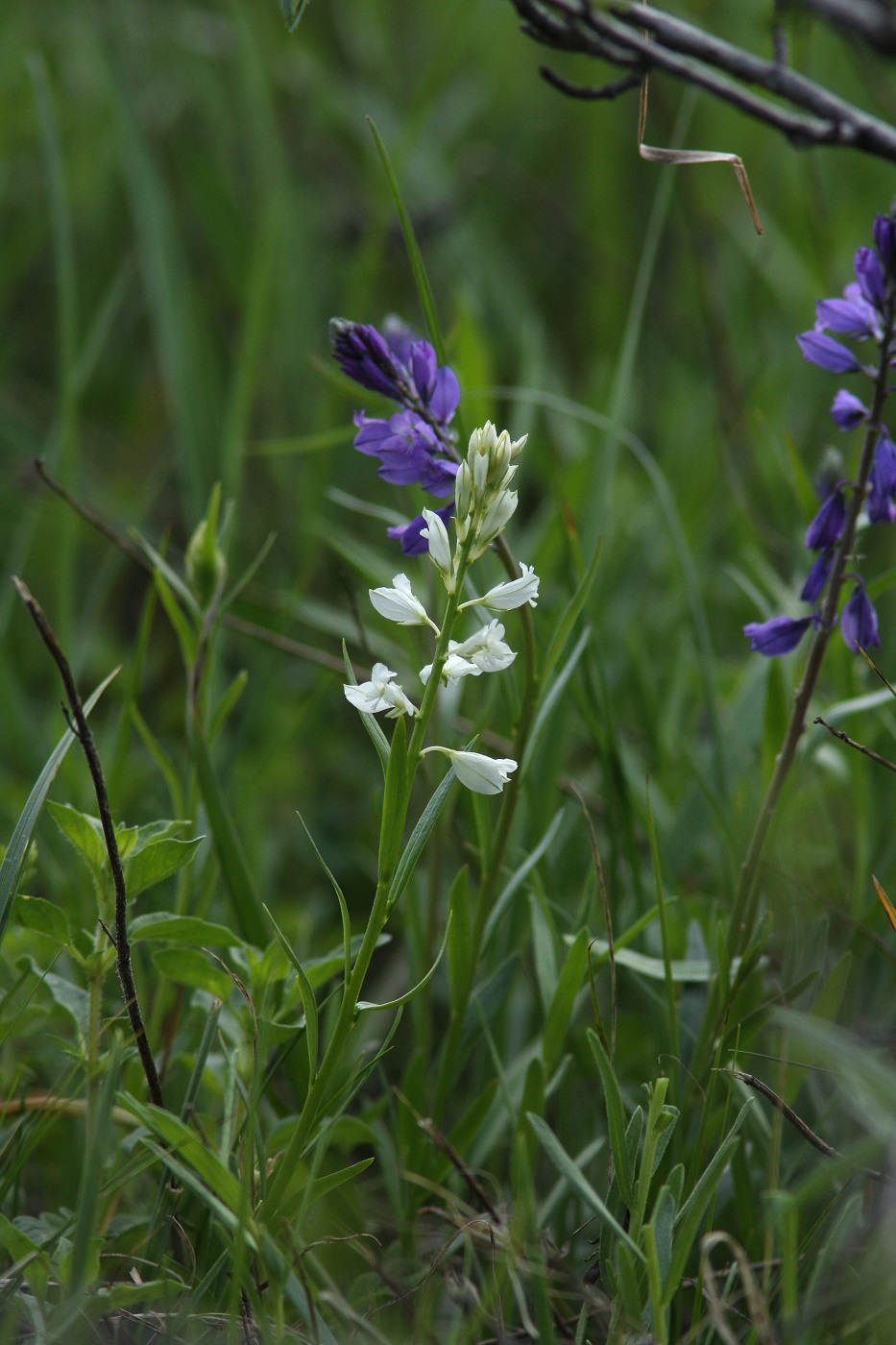 Изображение особи Polygala hybrida.