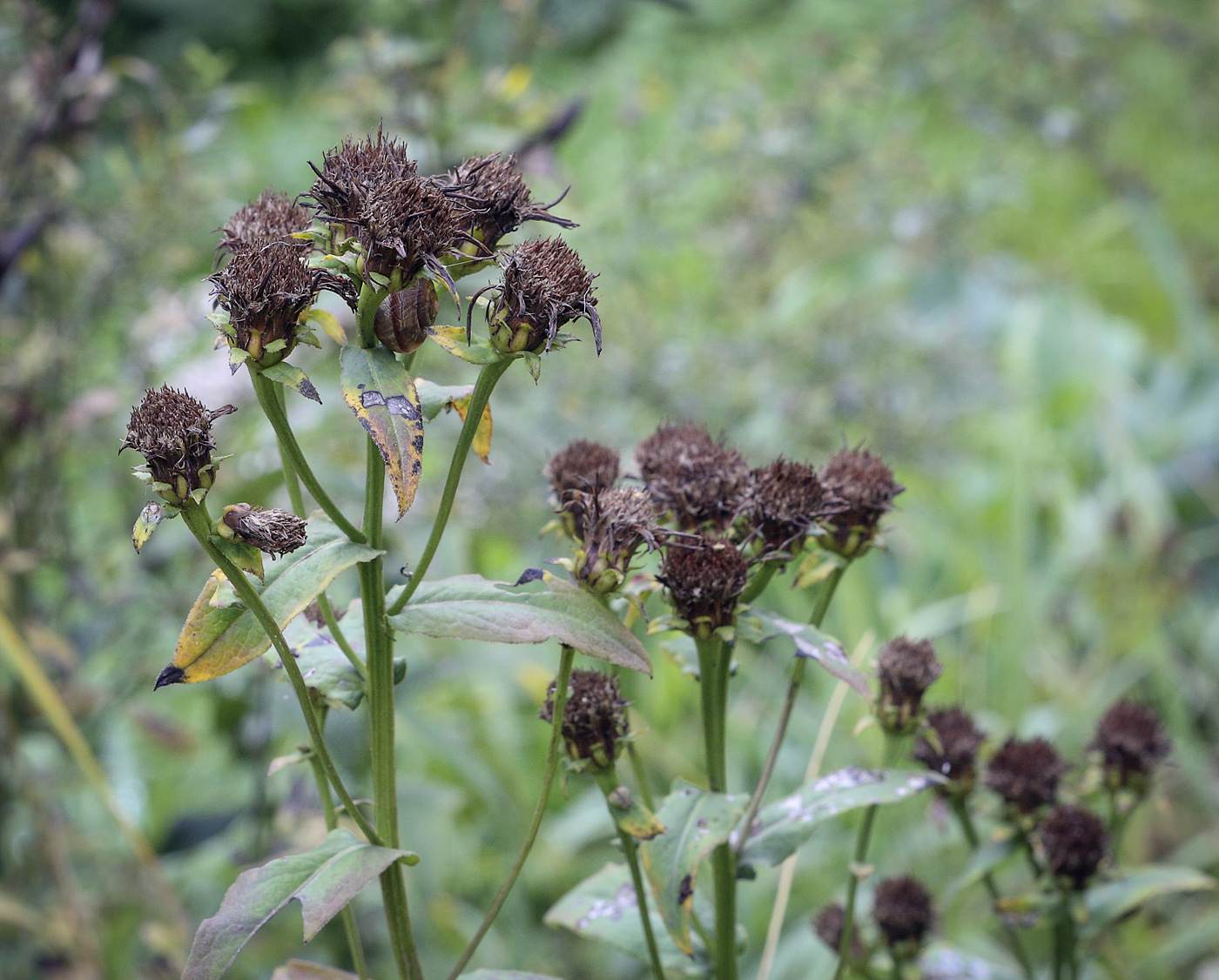 Изображение особи род Inula.