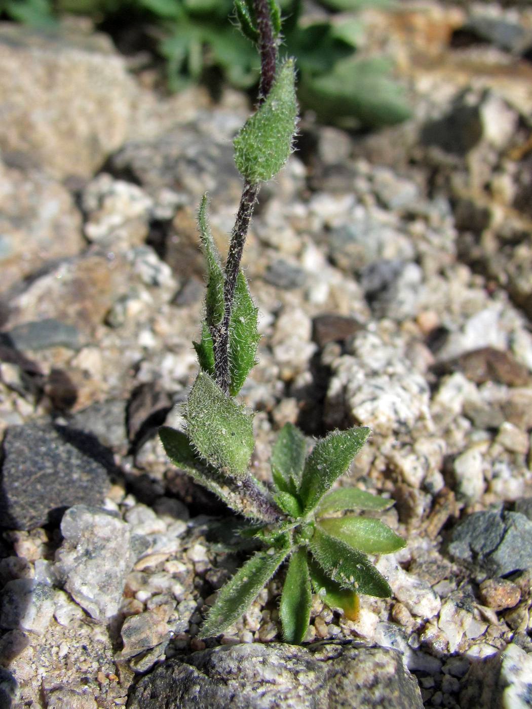 Image of Draba parviflora specimen.