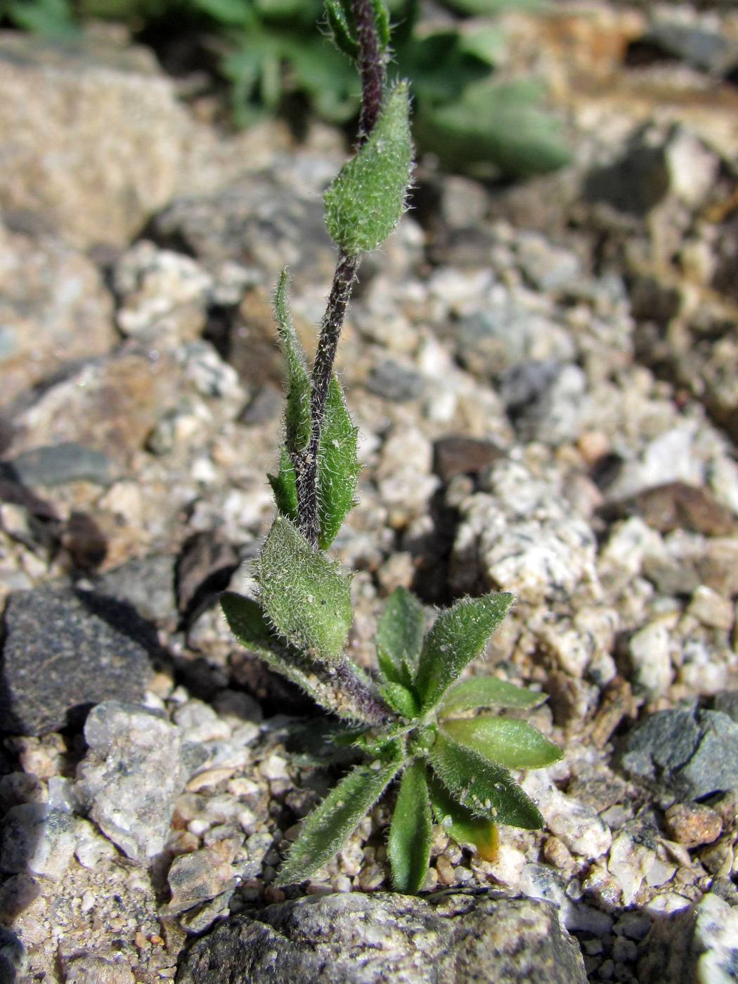 Изображение особи Draba parviflora.