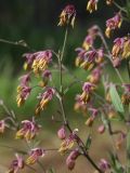 Thalictrum simplex