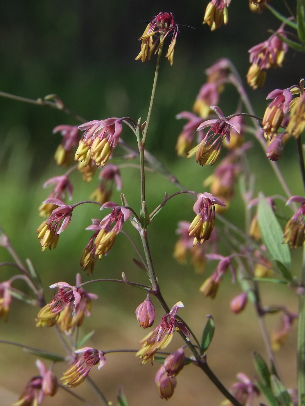 Изображение особи Thalictrum simplex.