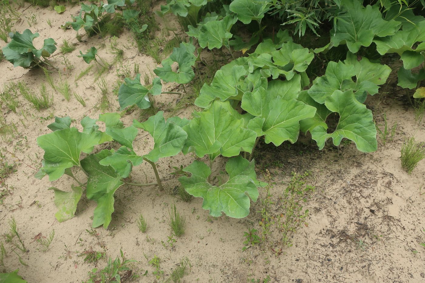 Image of Petasites spurius specimen.