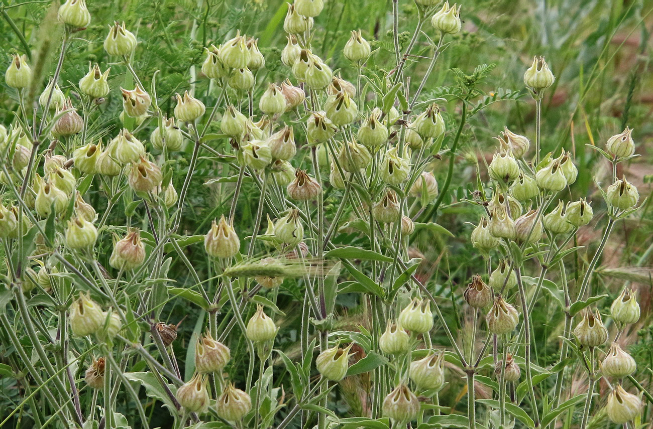 Изображение особи Melandrium latifolium.