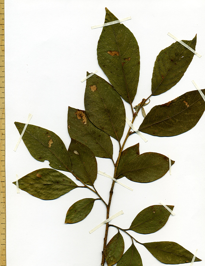 Image of Salix &times; bicolor specimen.