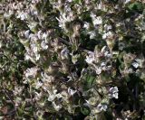 Salvia aethiopis. Часть побега с цветками и бутонами. Краснодарский край, Анапский муниципалитет, г. Анапа, высокий берег, обрывистый склон над тропкой. 06.06.2021.