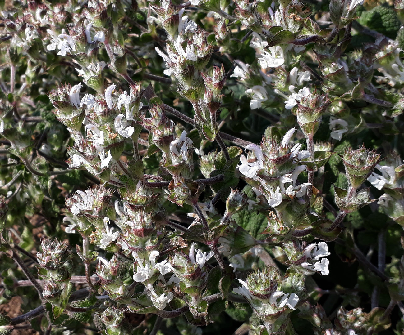 Изображение особи Salvia aethiopis.