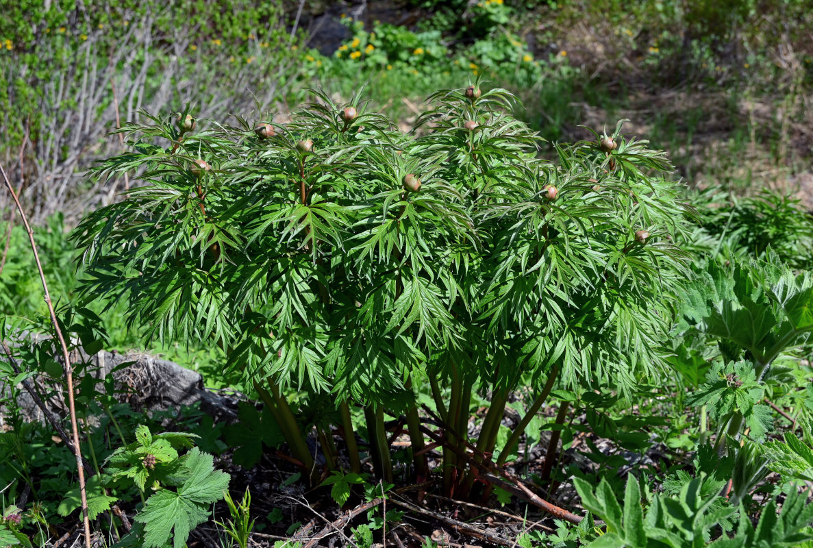 Image of Paeonia anomala specimen.