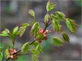 Acer platanoides