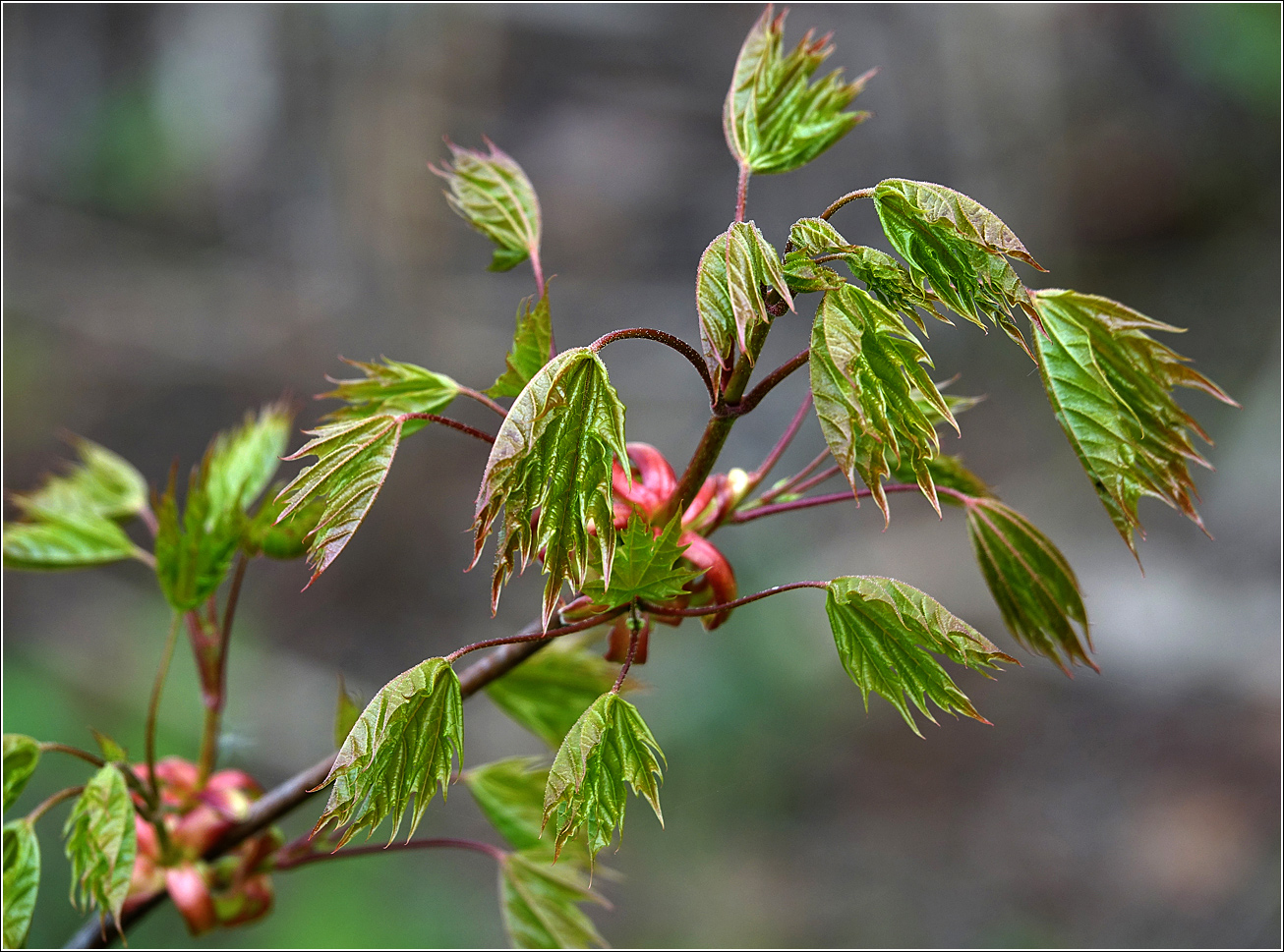 Изображение особи Acer platanoides.