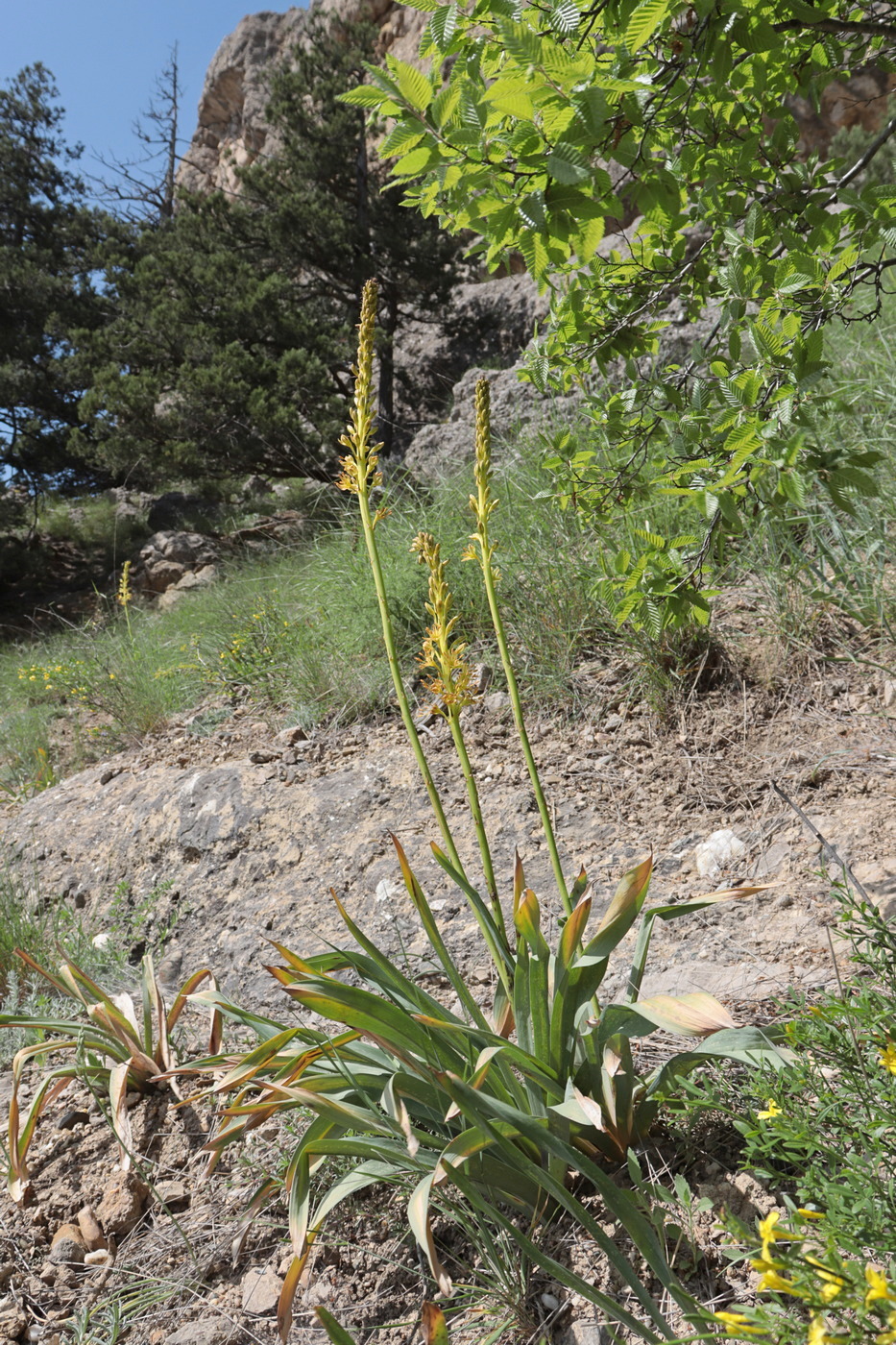 Изображение особи Eremurus jungei.