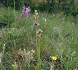 Ophrys apifera. Цветущие растения. Крым, Феодосия, хр. Тепе-Оба, степной склон. 28.05.2023.