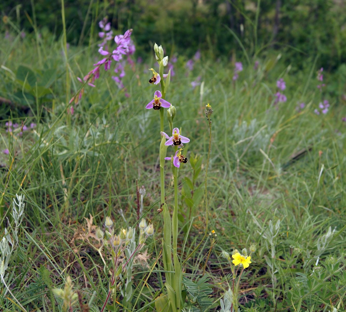 Изображение особи Ophrys apifera.